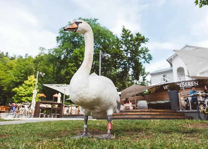 ペンツィオン プレシェレン 4* ブレッド